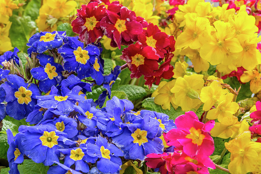 Primrose In A Cobh Garden Photograph by Morris Finkelstein - Fine Art ...