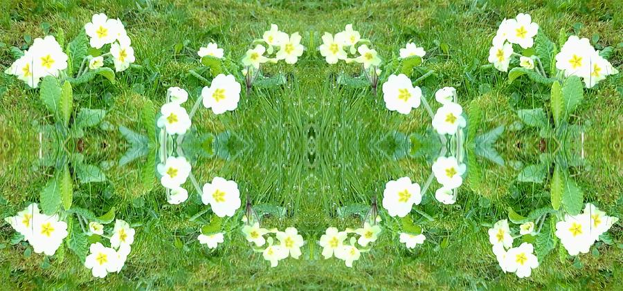 Primrose Pattern Photograph by Julia Woodman
