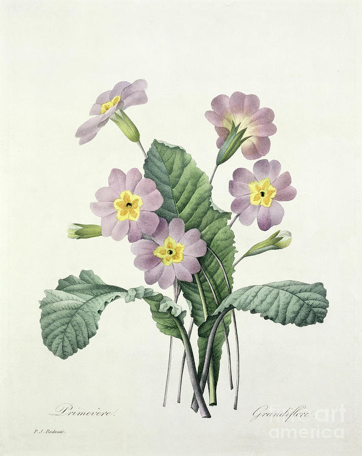 Flower Drawing - Primrose by Pierre Joseph Redoute