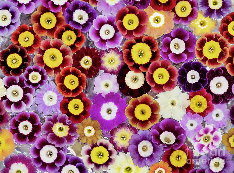Flower Photograph - Primula Auricula Pattern by Tim Gainey
