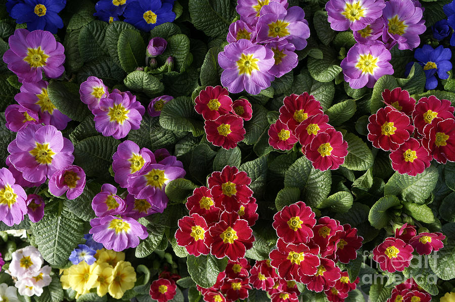 Primula Davona flowers Photograph by John  Mitchell