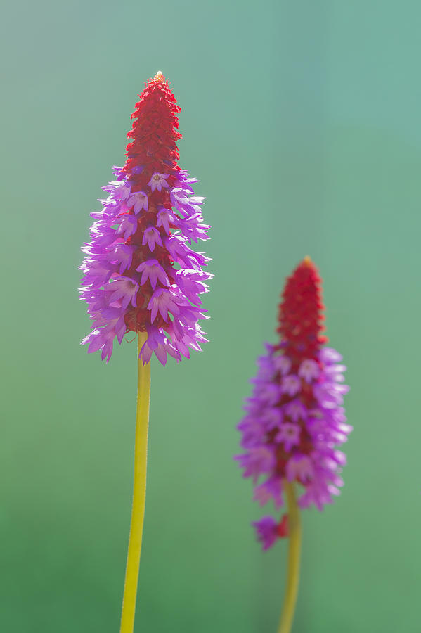 Primula Vialii Flower Spike  Photograph by Chris Smith
