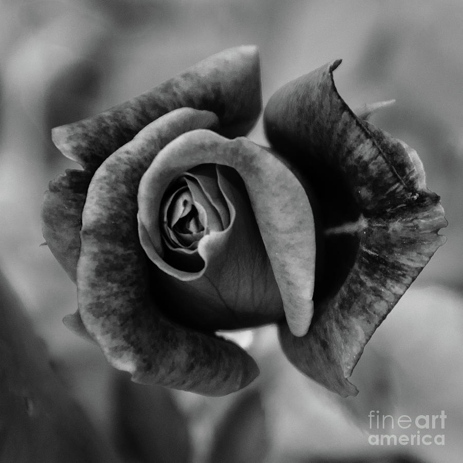 Prince Albert Rose in Black and White Botanical / Nature / Floral Photograph Photograph by PIPA Fine Art - Simply Solid