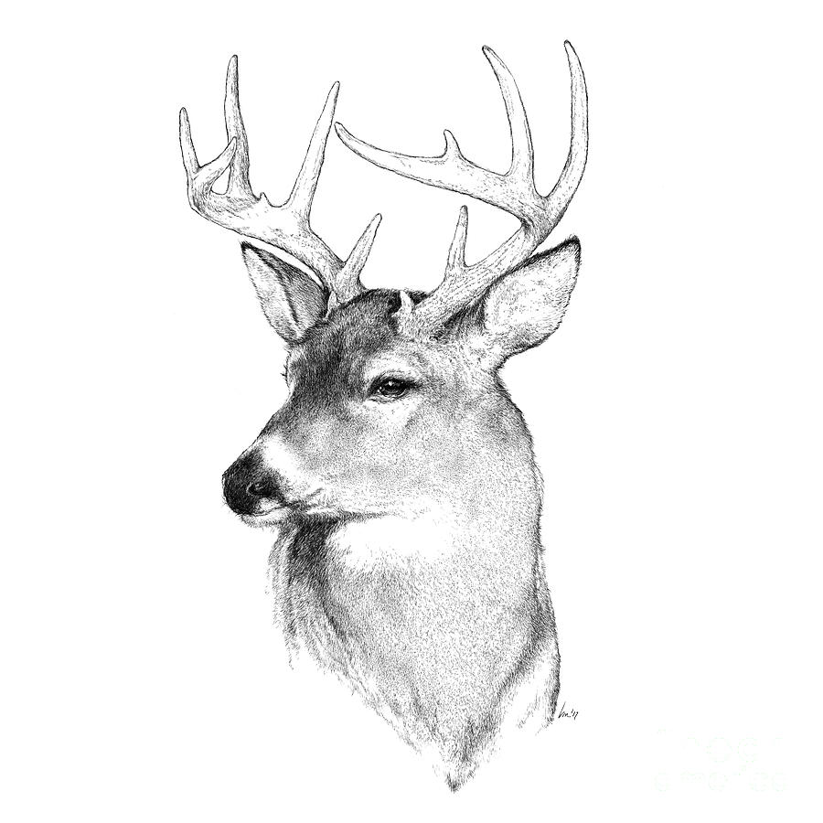 Buck Drawing - Prince by Laurie Musser Buck Drawing - Prince by Laurie Musser