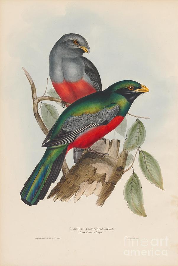 Prince Massenas Trogon Painting by Celestial Images