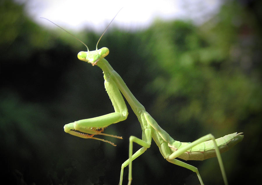 Prince Of A Mantis Photograph By Wes Hanson - Fine Art America