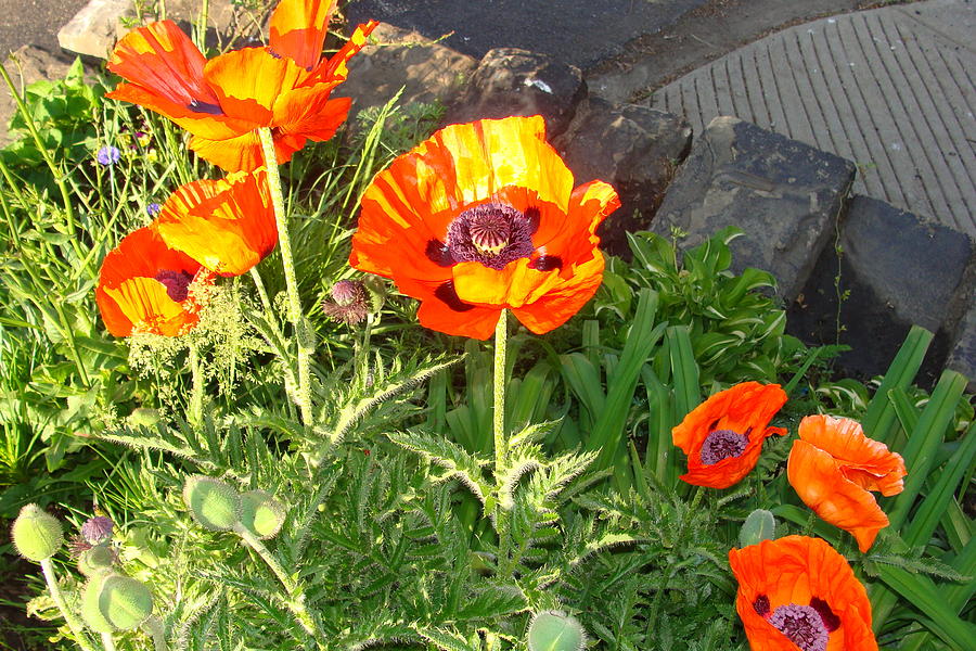 Prince of Orange Poppy Photograph by Anthony Seeker