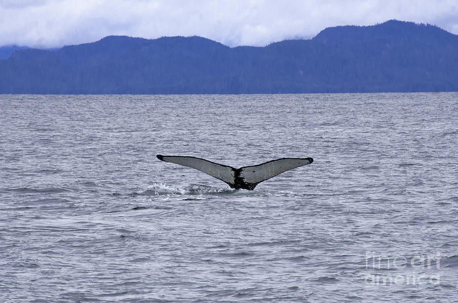 Prince Rupert Humpback Whale Photograph by Louise Magno