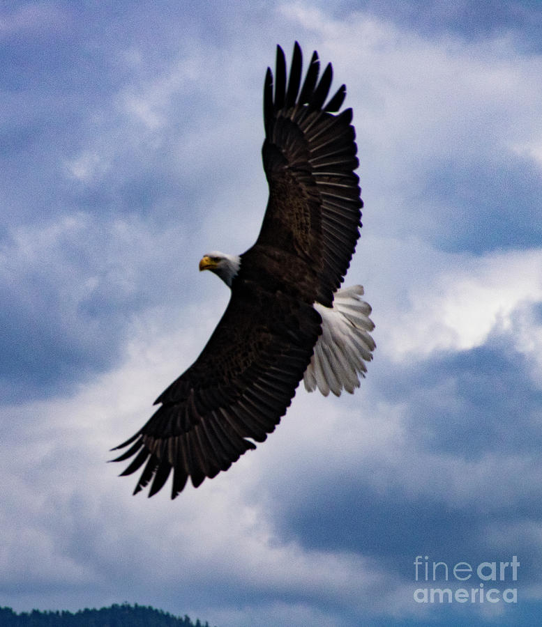 Eagle Photograph - Prince Rupert Soaring Eagle by Louise Magno