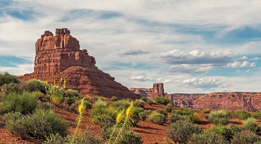 Princes Plume in Valley of the Gods Photograph by Loree Johnson