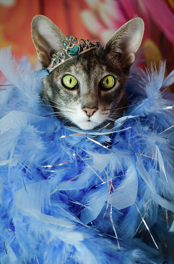 Princess Cat Photograph by Tammy Ray