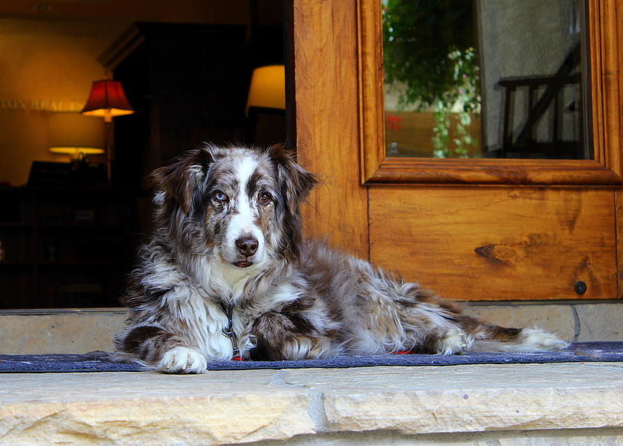 Dog Photograph - Princess Elizabeth by Fiona Kennard