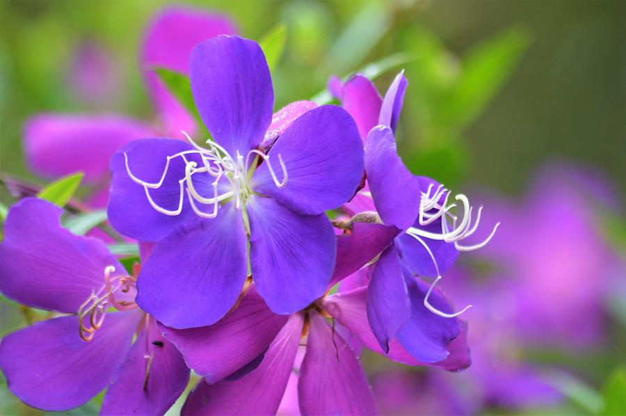Princess Flower Collection Photograph by Warren Thompson