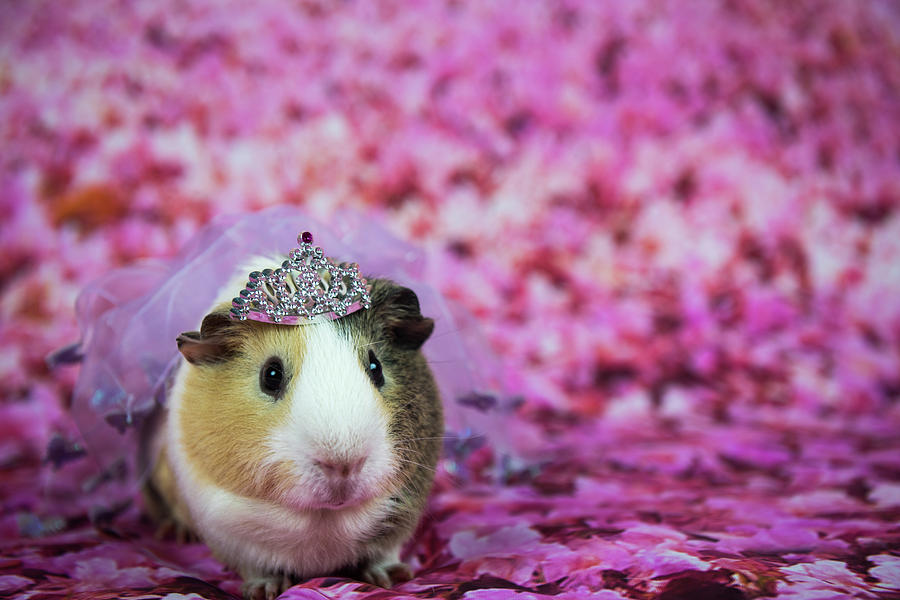 Princess Hamster Photograph by Tammy Ray