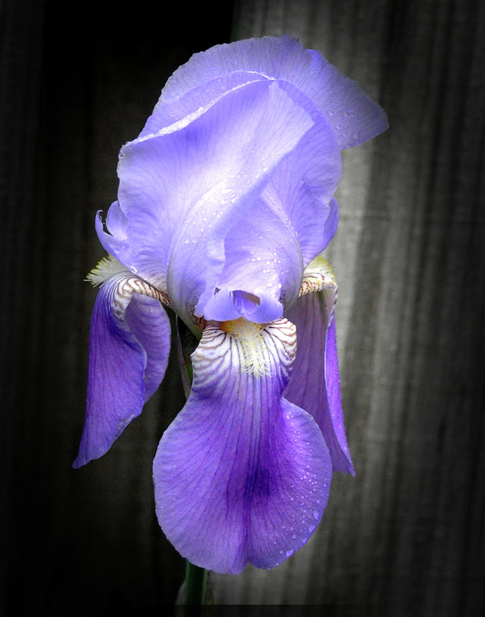 Princess Iris by Angela Ford Princess Iris by Angela Ford