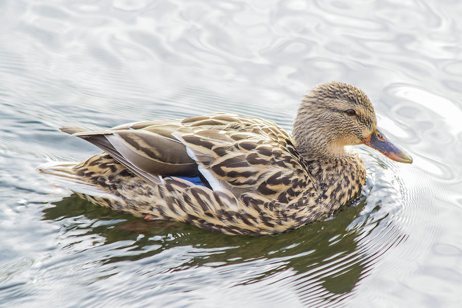 Duck Photograph - Princess Mallard by Barbara Blanchard