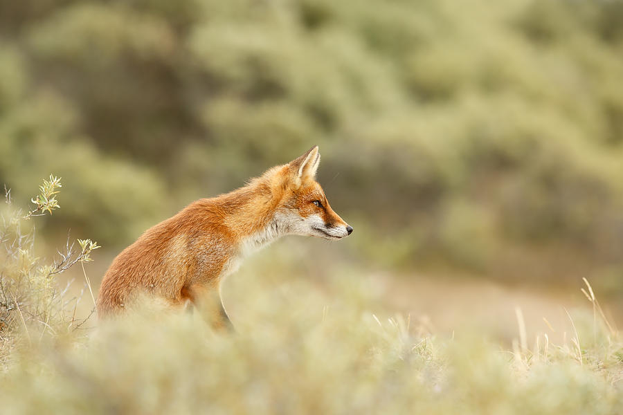 Mammal Photograph - Princess of the Hill - Red Fox sitting on a dune by Roeselien Raimond