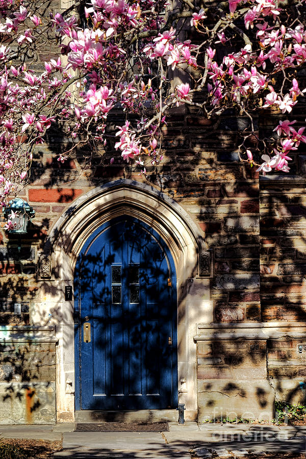 Princeton University Door and Magnolia Photograph by Olivier Le Queinec