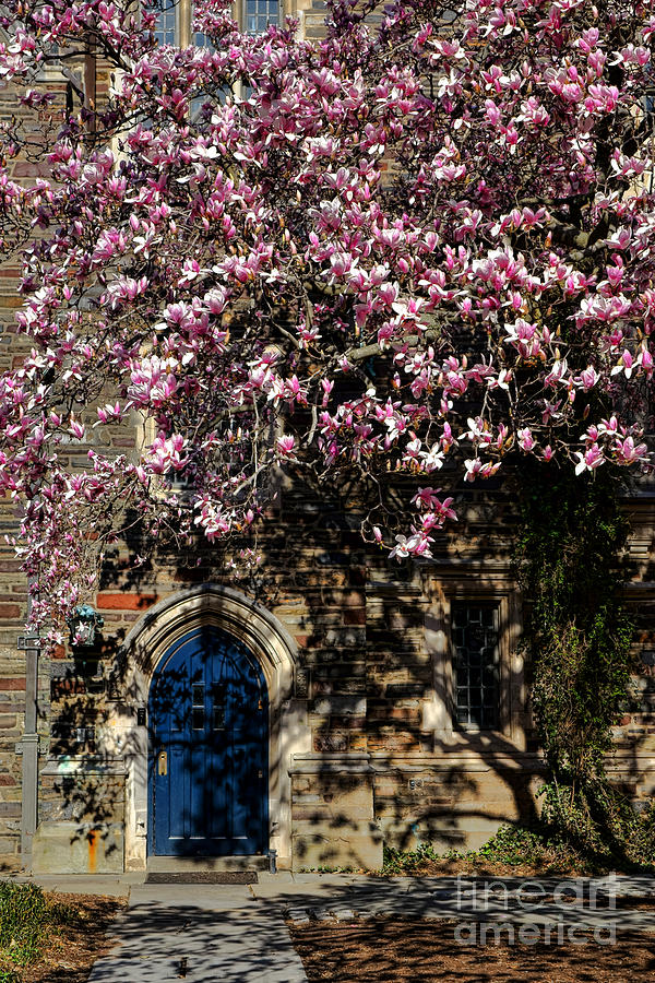Princeton University Magnolia and Door Photograph by Olivier Le Queinec