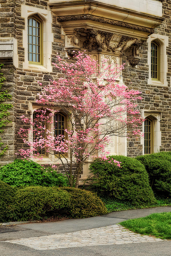 Princeton University Patton Hall  Photograph by Susan Candelario