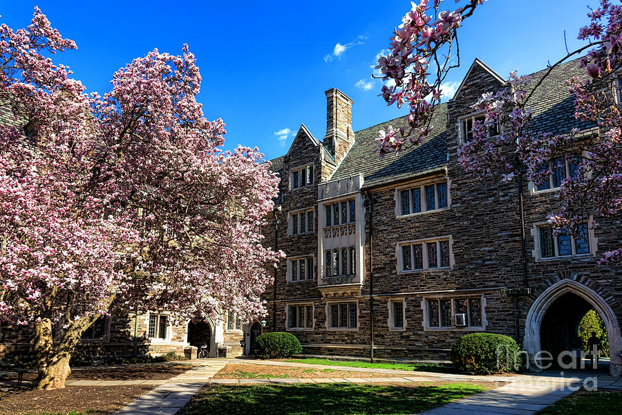 Magnolia Movie Photograph - Princeton University Pyne Hall Courtyard by Olivier Le Queinec