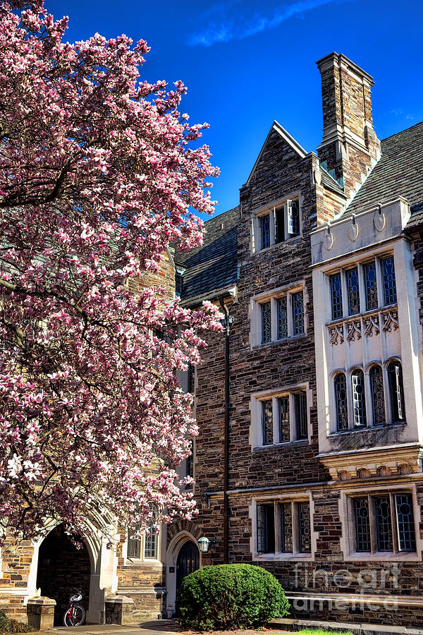 Princeton University Pyne Hall Magnolia  Photograph by Olivier Le Queinec