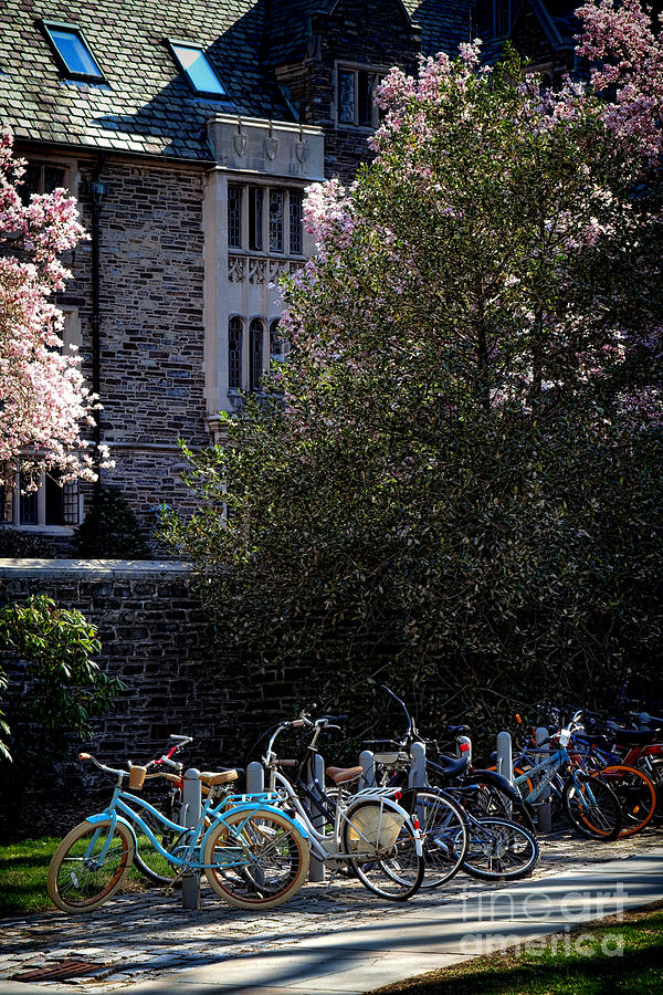 Bicycle Photograph - Princeton University Student Life by Olivier Le Queinec