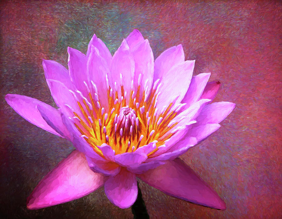 Pink Water Lily Painterly Photograph by Judy Vincent
