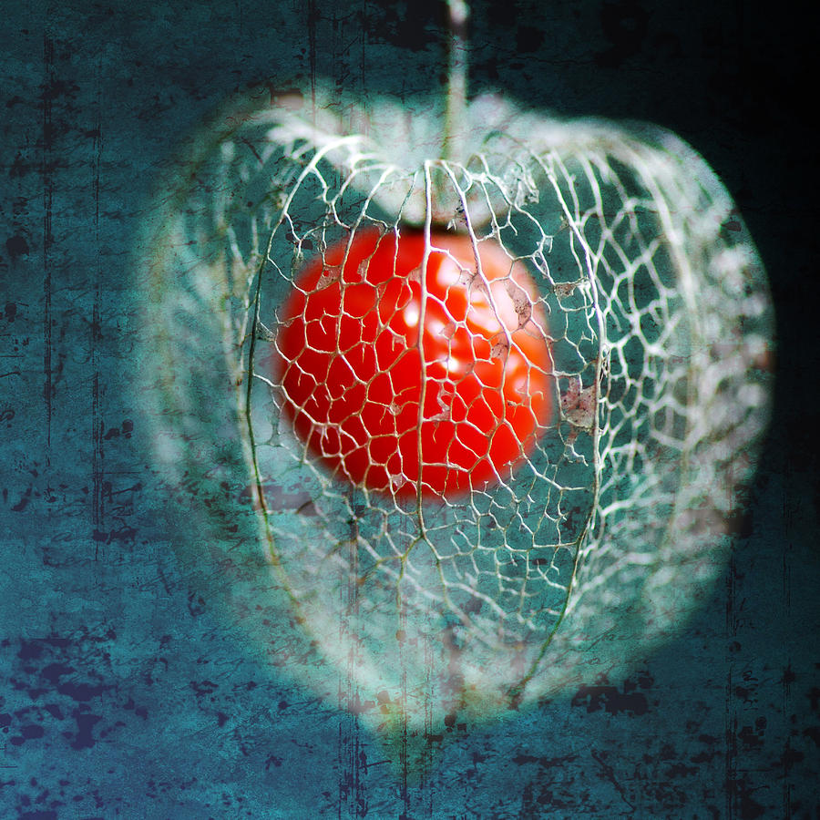 Physalis Photograph - Prison Of Love by Philippe Sainte-Laudy
