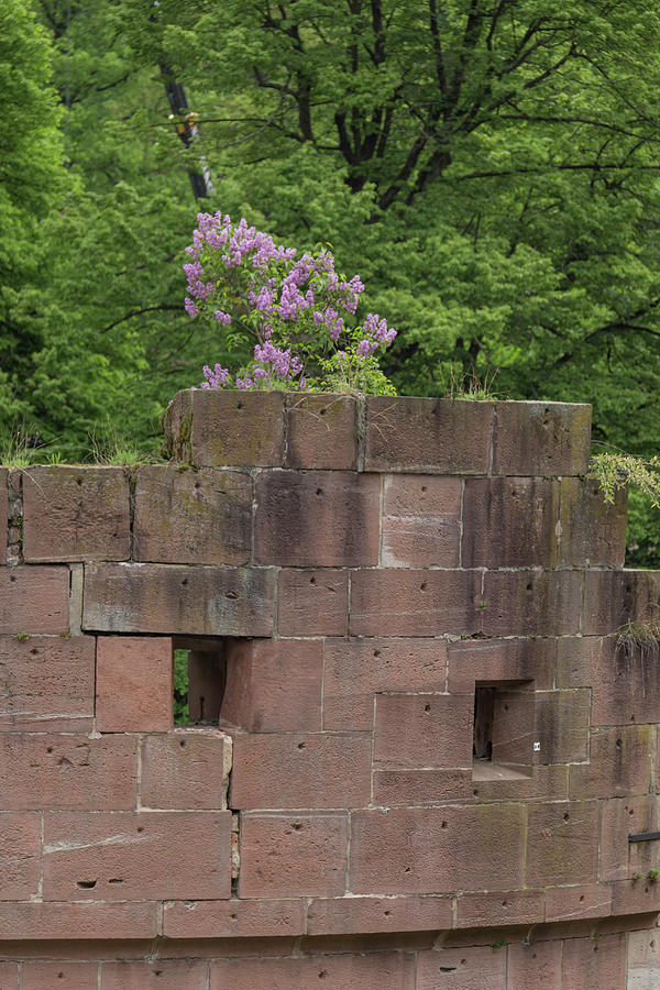Prison Tower Lilacs Photograph by Teresa Mucha