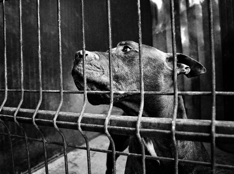 Black And White Photograph - Prisoner by Laura Melis