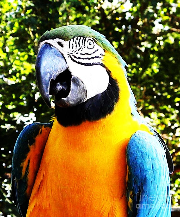 Prissy Parrot Photograph by Leslie Revels
