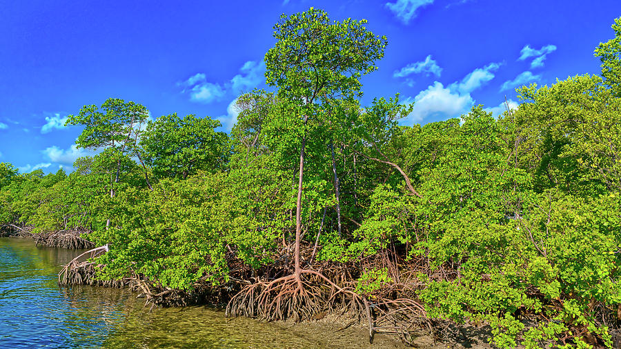 Pristine Mangrove in South Florida Photograph by Ronald Spencer - Fine ...