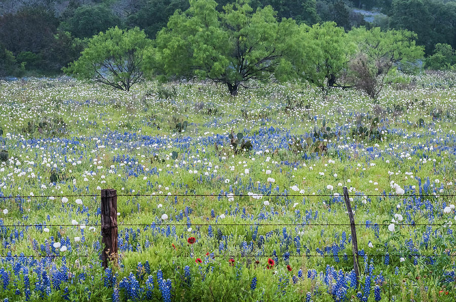 Private property -Wildflowers of Texas. Photograph by Usha Peddamatham