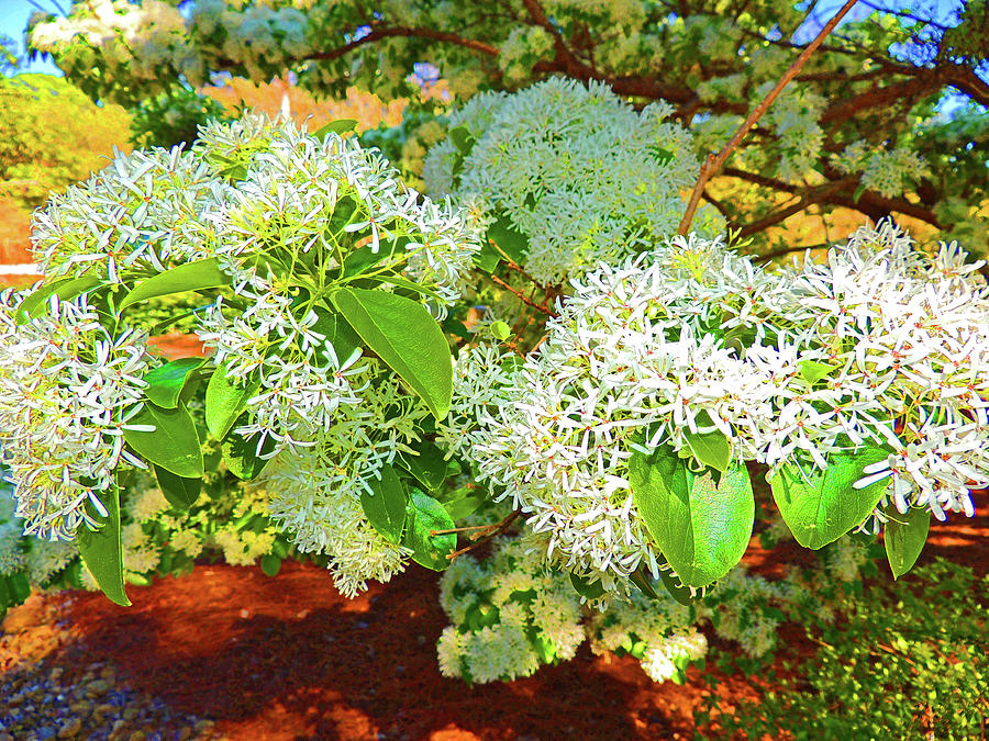 Flower Digital Art - Privet Flowers on a Sunny Day by Marian Bell