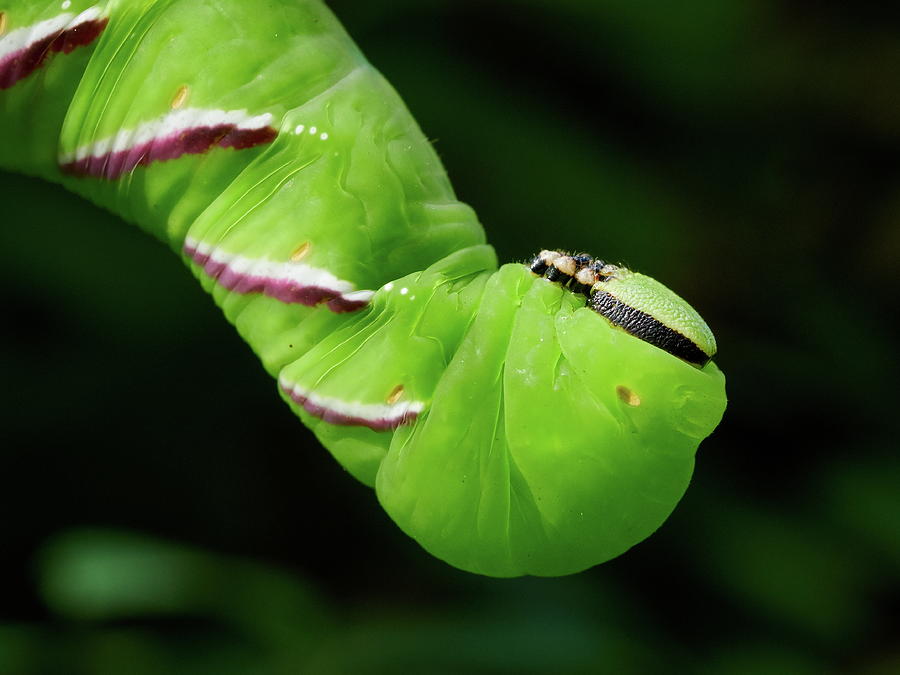 Privet Hawk Moth caterpillar Photograph by Jouko Lehto