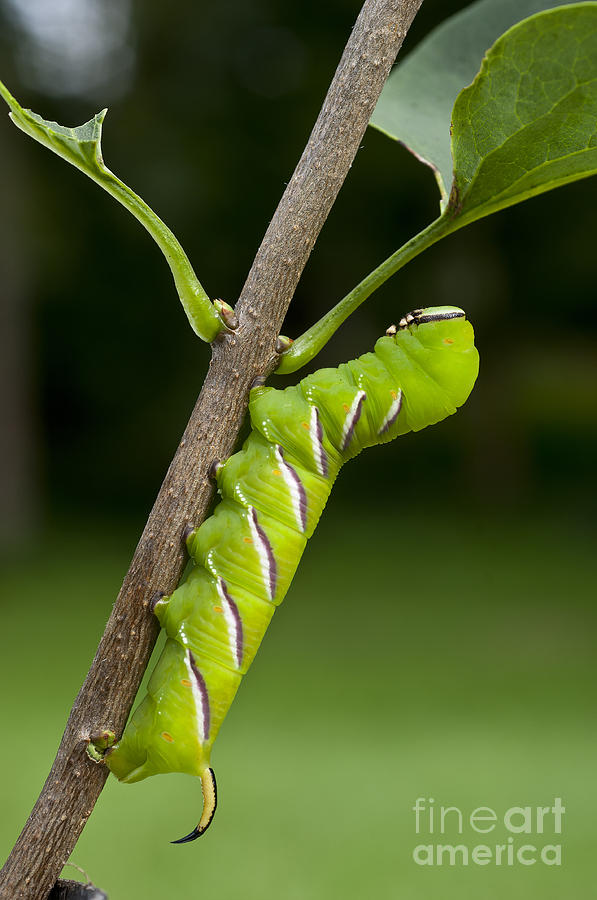 Animal Photograph - Privet Hawkmoth Larva by Steen Drozd Lund