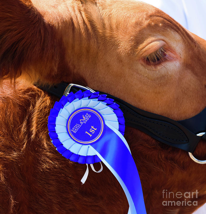 Prize Bull Photograph by Colin Rayner