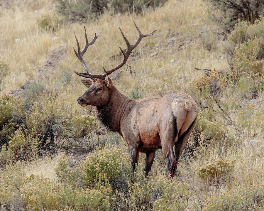 Prize Bull Elk Photograph by Wes and Dotty Weber