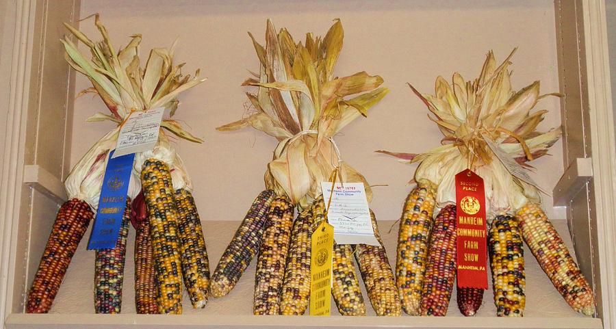 Prize Indian Corn Photograph by Jeanette Oberholtzer