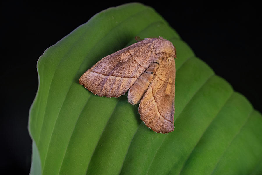Probably a Bent Line Dart Moth Photograph by Douglas Barnett