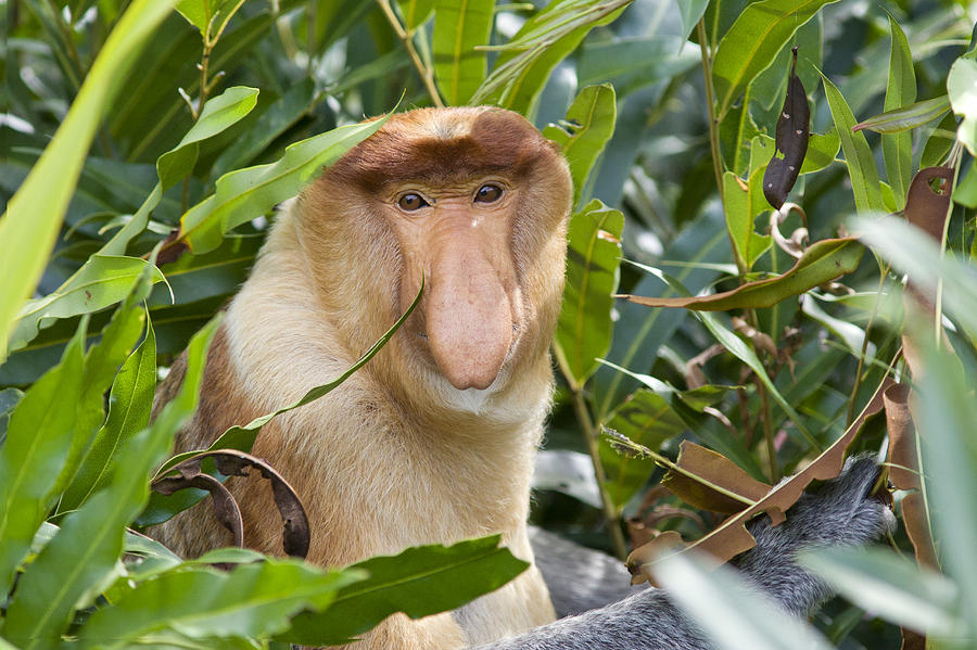 Proboscis Monkey Dominant Male Sabah Photograph by Suzi Eszterhas