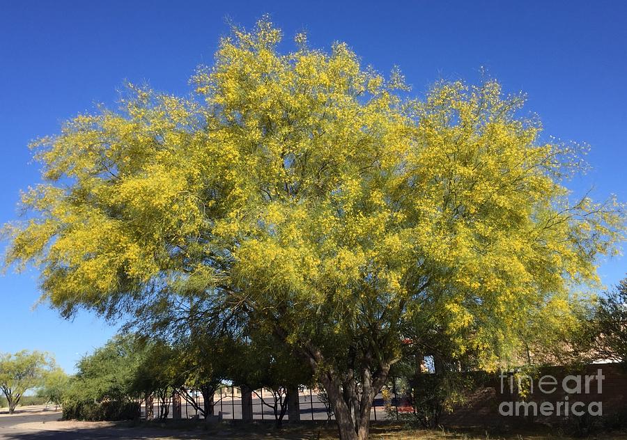 Prodigious Palo Verde Tree Photograph by Janet Marie