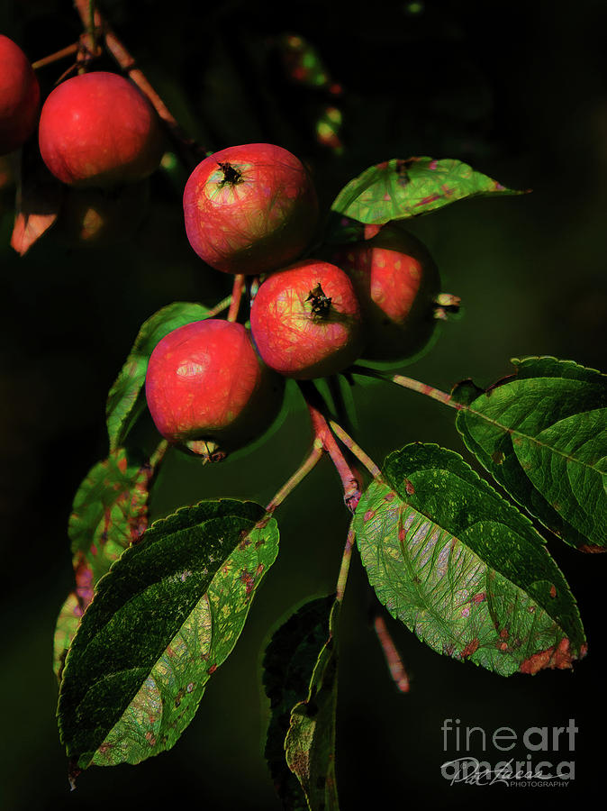 Producing fruit Photograph by Pat Lucas - Fine Art America