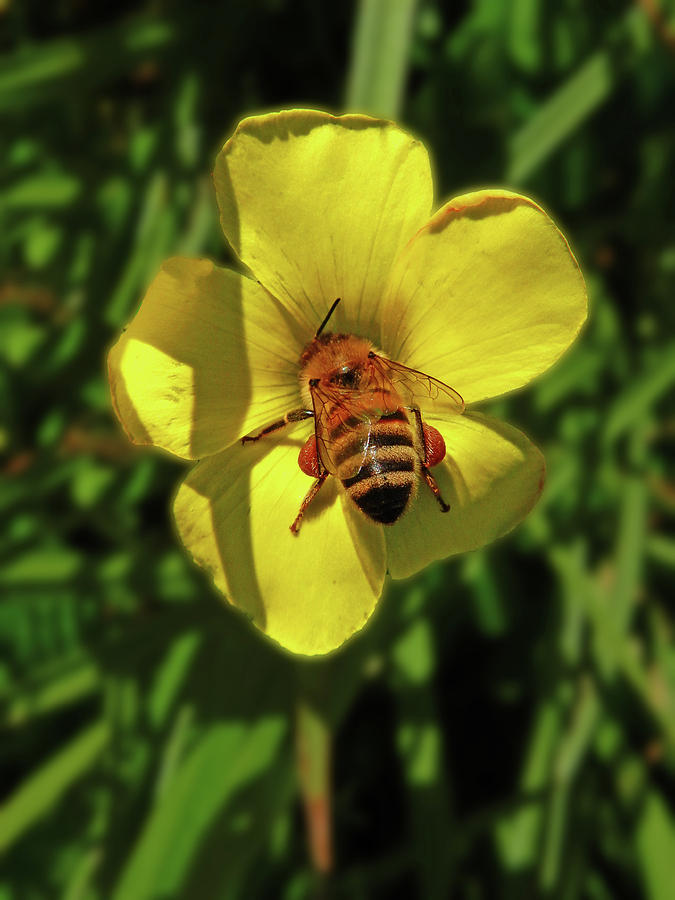 Professor Bee Investigates The Buttercup Photograph by Mark Blauhoefer