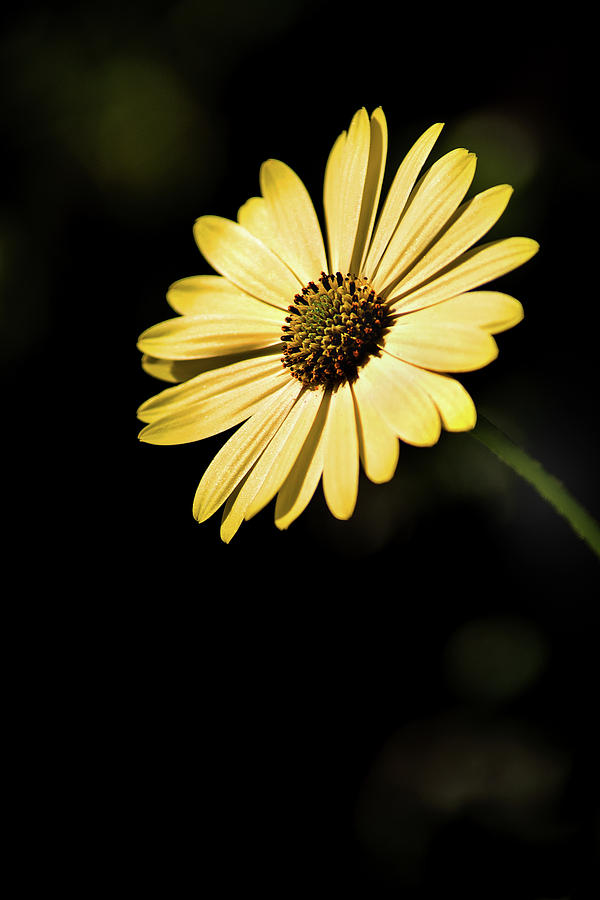 Profile-African Daisy Photograph by Don Johnson