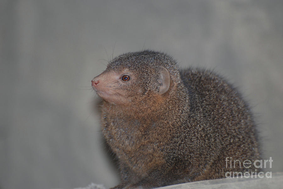 Profile and Face of a Dwarf Mongoose Photograph by DejaVu Designs