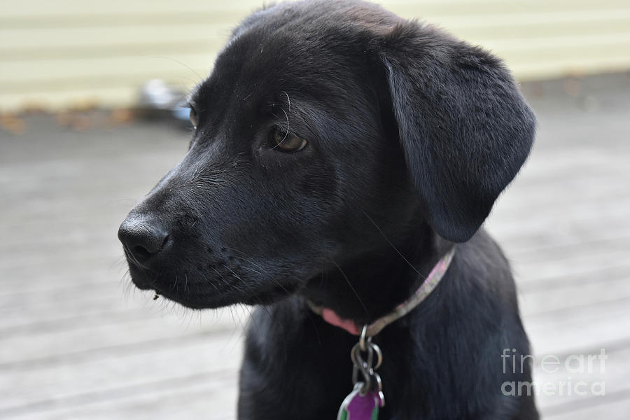 Profile Face of a Small Black Labrador Retriever Pup Photograph by DejaVu Designs