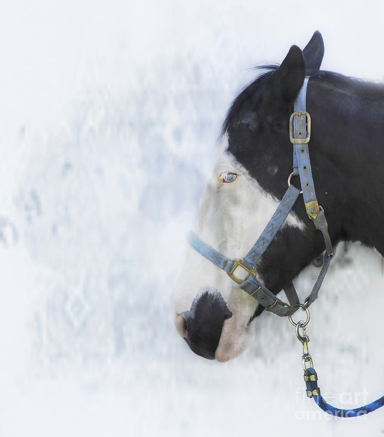 Horse Photograph - Profile in Horse by Steven Digman Horse Photograph - Profile in Horse by Steven Digman