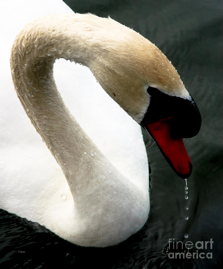 Swan Photograph - Profile In Mute Swan by Steven Digman Swan Photograph - Profile In Mute Swan by Steven Digman